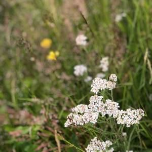 Meet your Posher, Violet